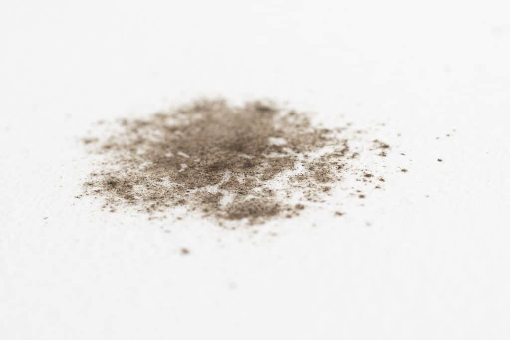 Let’s Talk About the Health Effects that Mold Produce