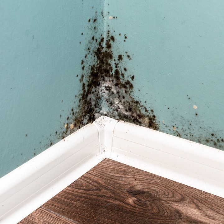 Mold and Mildew: How Are They Different?