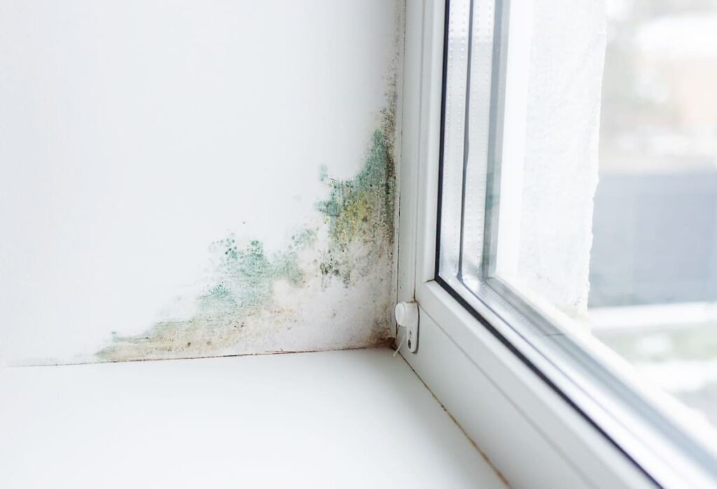Did You Spot Mold on Window Sill?