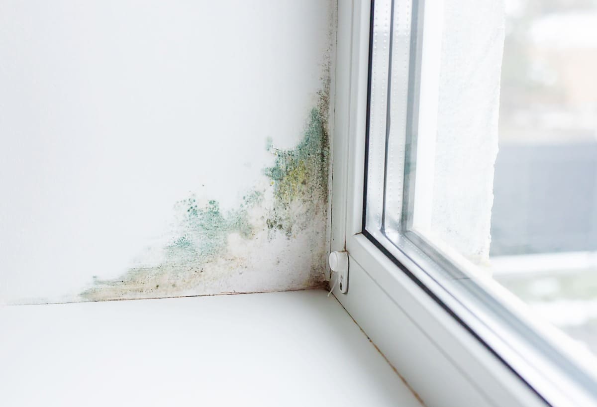 Did You Spot Mold on Window Sill?