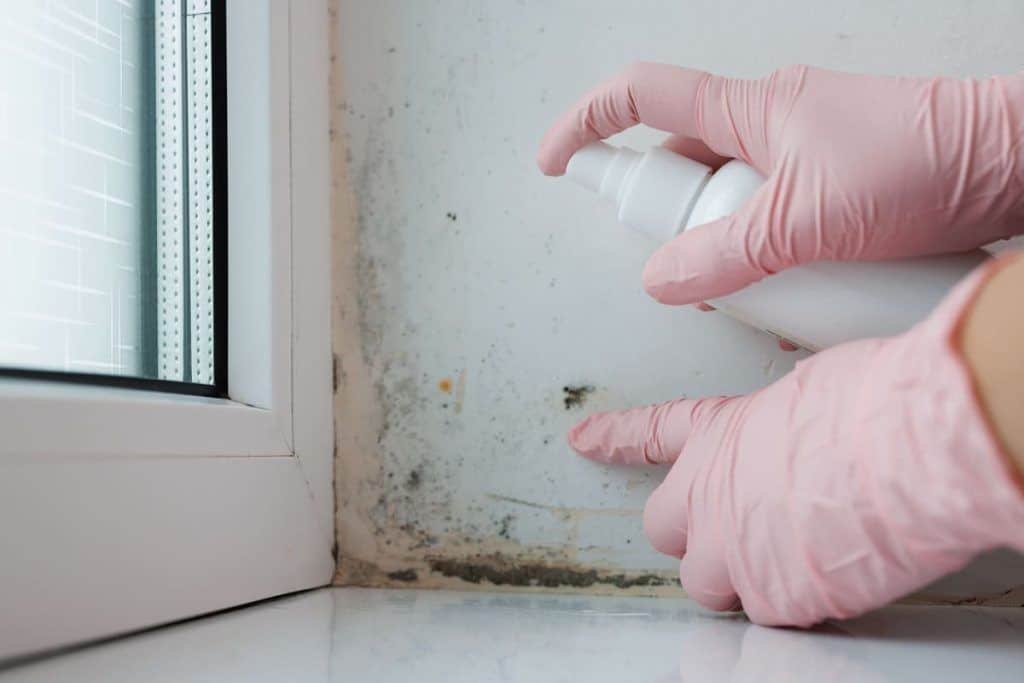 How to Prevent Mold Growth on Your Window Sills?